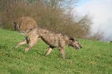 IRISH WOLFHOUND 384